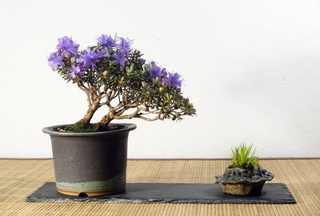 kleine Gartenazalee Rhododendron impeditum<br />Schale Horst Heinzlreiter, Beisteller Hermann Wollenhaupt