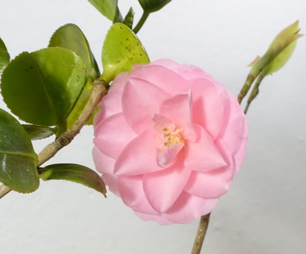 ...mit einer schönen Pompom-Blüte