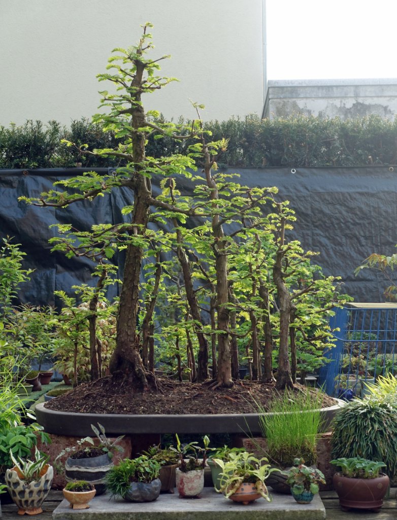 Metasequoia05_2023-01e.jpg