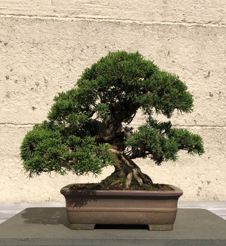 Juniperus Itoigawa.jpg
