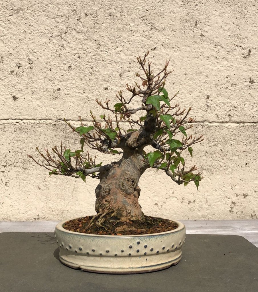 Acer buergerianum.jpg