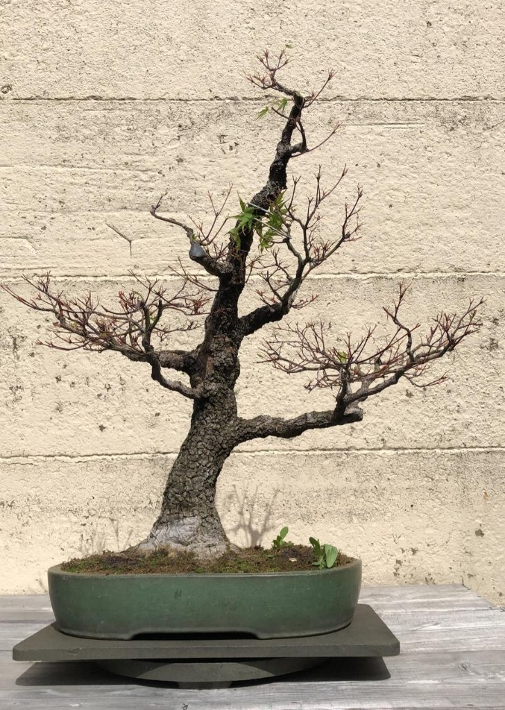 Acer Palmatum Arakawa.jpg