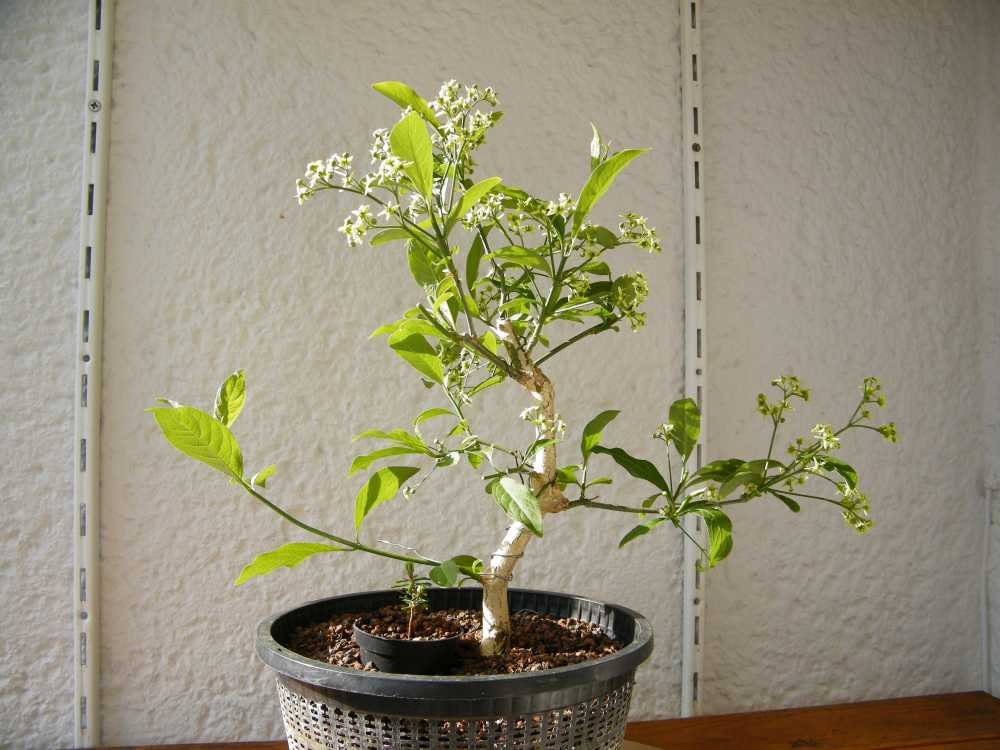 Pflaffenhütchen_jonesbonsai_1.jpg