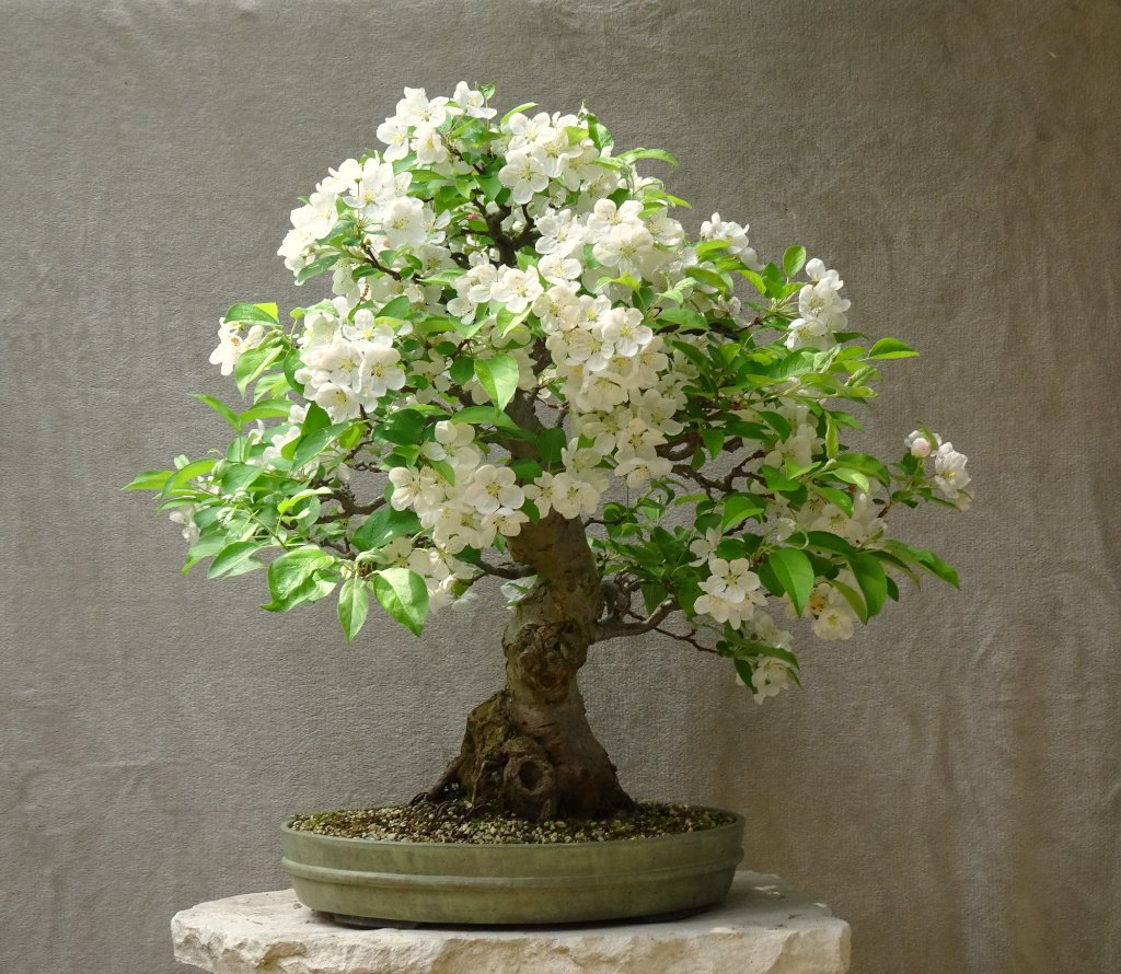 Apfel,Arco_2023_05_.JPG