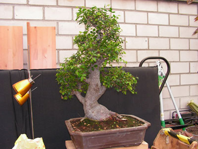 PICT3865.jpg