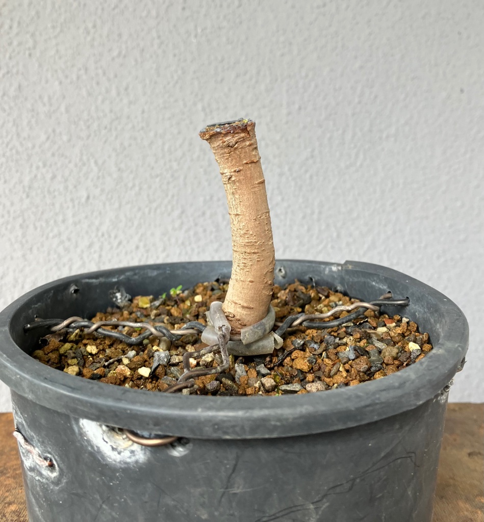 das nächste Besen-Projekt: ein kleinfingerdicker Wurzelausschlag
