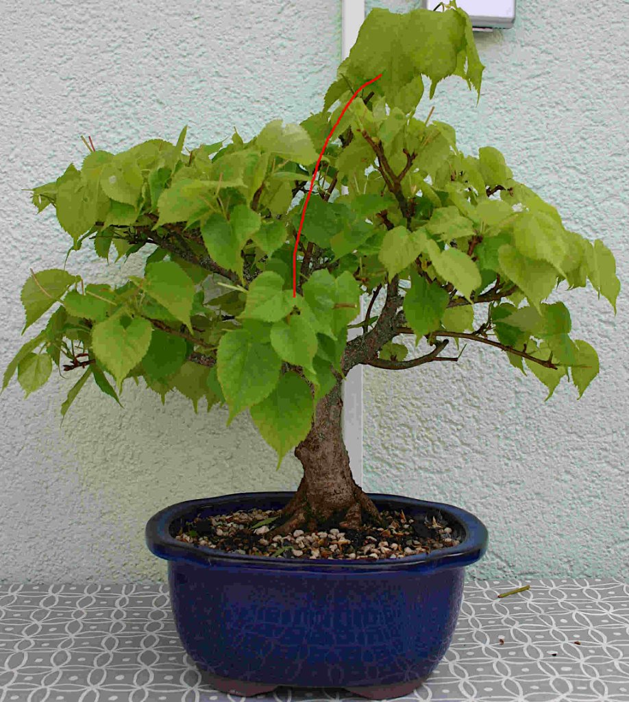 Linde_klein2.JPG
