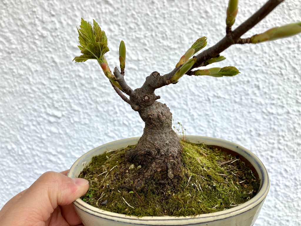 der gleiche Bergahorn im April 2023