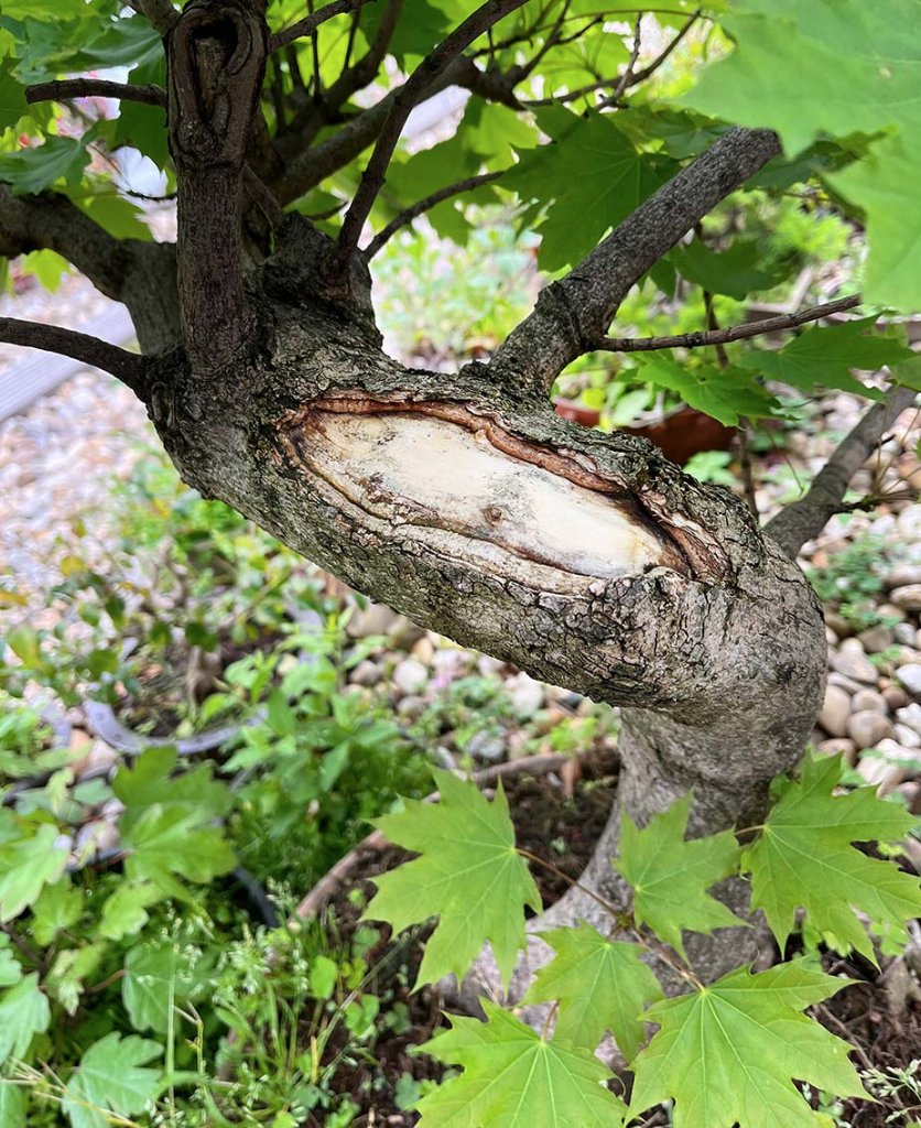 Der Stamm ist an der Stelle etwa 8cm dick. Es geht voran, aber langsam ...
