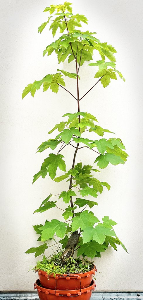 Derzeit lass ich den Baum einfach möglichst stark durchwachsen, damit´s schneller geht.<br />Nicht wundern über den doppelten Topf: der verdoppelt mir quasi das Substratvolumen, was (nach Poorter et al. 1012) das Wachstum um ca. 40% steigern sollte. Das funktioniert aber nur, wenn die Wurzeln ungehindert in den unteren Topf wachsen können, z.B. in Air Pruning Gefäßen aller Art. Hat der obere Topf normale Löcher, gelangen nur wenige Wurzeln nach unten, der Rest wächst oben fröhlich im Kreis und bringt nicht viel (hab auch das ausprobiert).