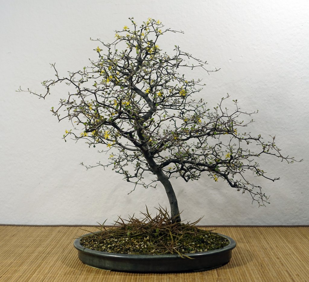 Zickzachstrauch in Blüte