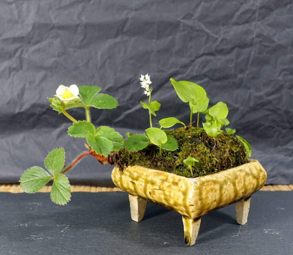 Erdbeere 'Mieze Schindler' mit Schattenblümchen<br />Schale: Robert nemsi