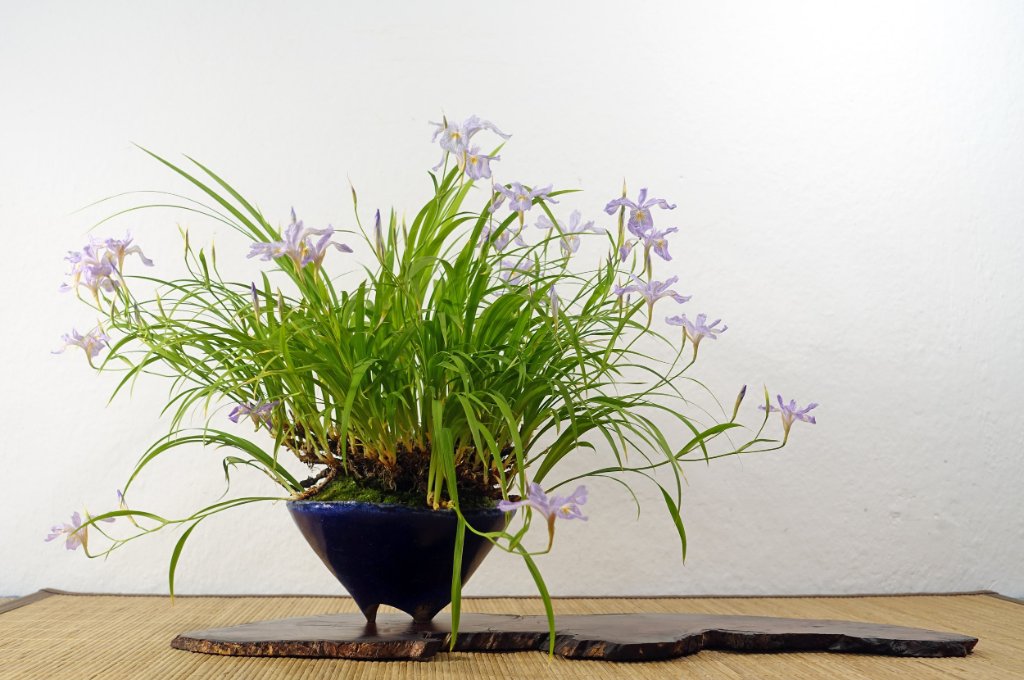 Iris gracilipes<br />Schale: Sven Berthold Grünton