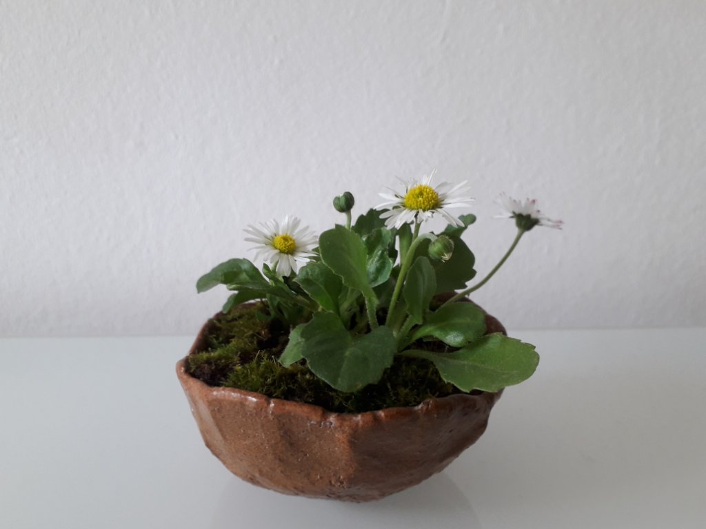Zum Muttertag hatte ich mir wieder Gänseblümchen ausgebuddelt. Seitdem blühen sie. Name des Töpfers unbekannt