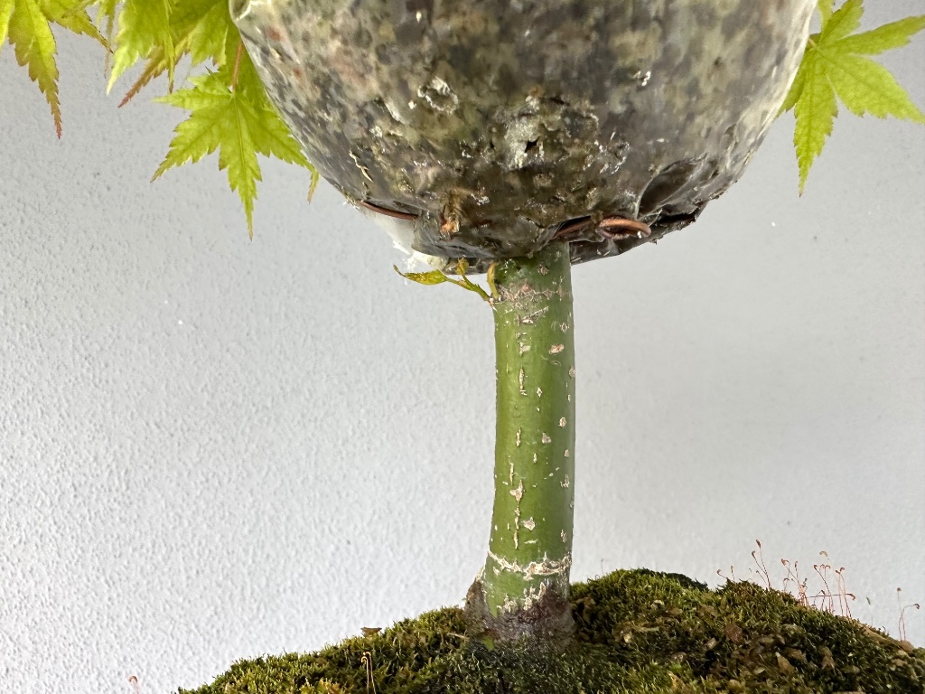 schlafende Knospen treiben aus dem Stamm aus