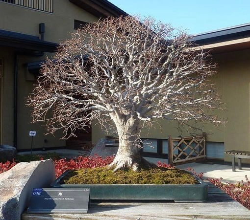 Garys Foto aus dem Omiya Bonsai Art Museum - für mich das unerreichbare Idealbild