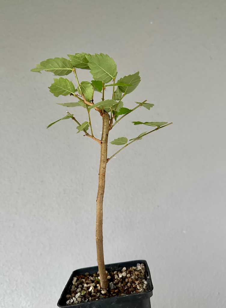 Zelkova 3: vierjähriger Steckling, 2022 Rückschnitt, 2023 aufgefächert. Der Stamm ist zu lang, wird zu gegebener Zeit noch abgemoost