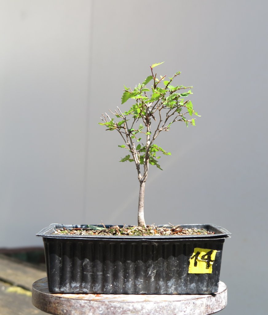 Zelkova 14