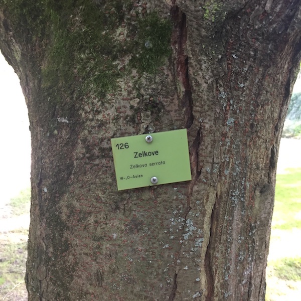 Zelkove in einem Regensburger Park