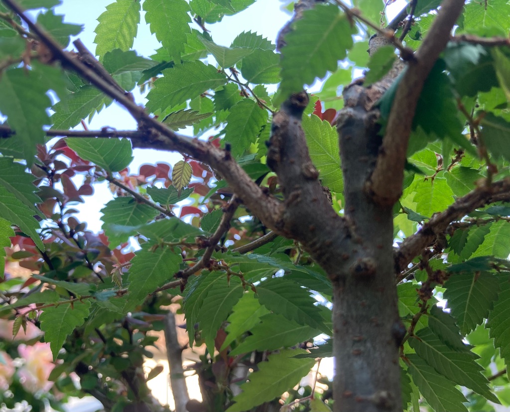 IMG_5995.jpeg