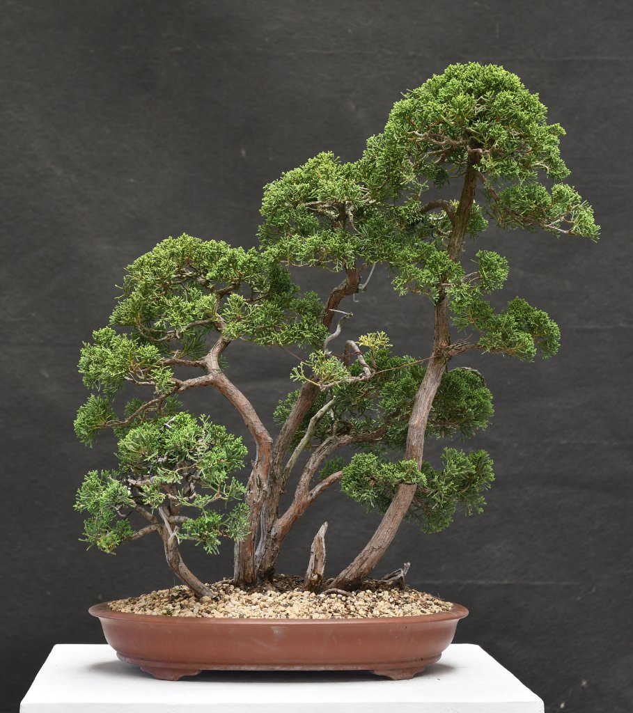 Junipgroup0623.jpg