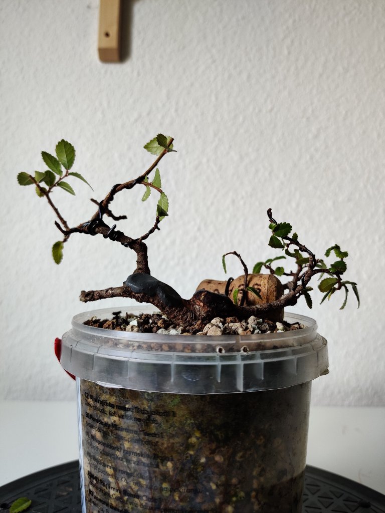 nach dem Rückschnitt