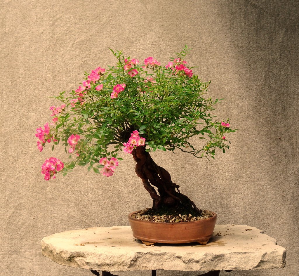 Rose_2023_06_.JPG