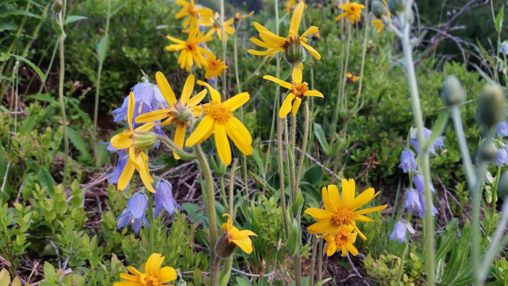 Erika und bewimperte Glockenblume