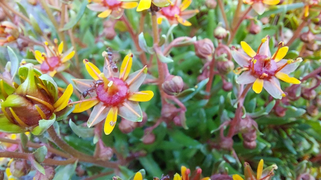 Blüte mit Ameisen