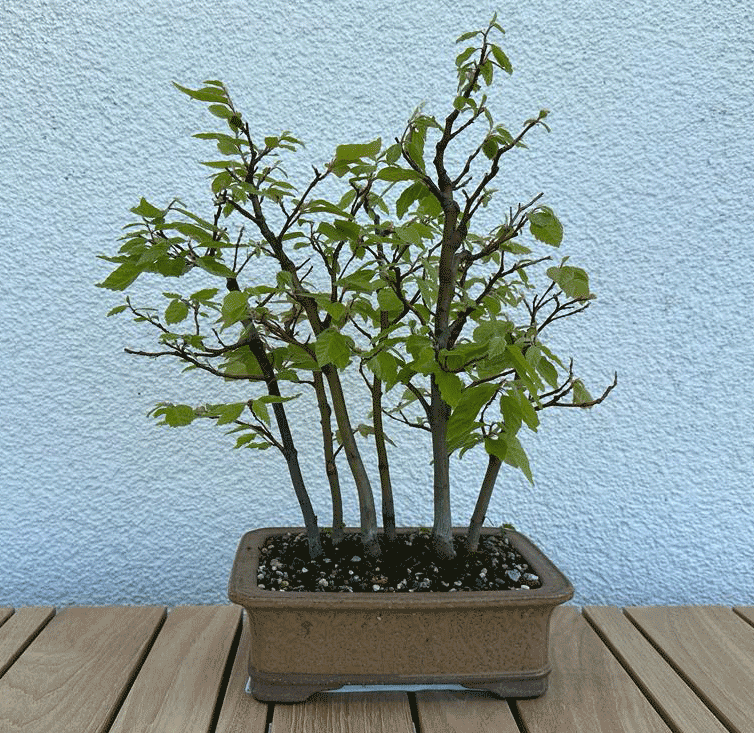 IMG-20230626-WA0000a.gif