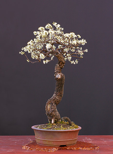 Schwarzdorn, 50 cm