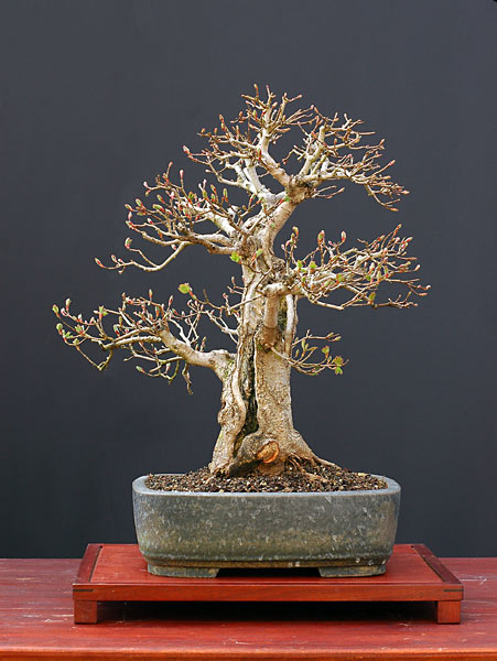Feldahorn 50 cm