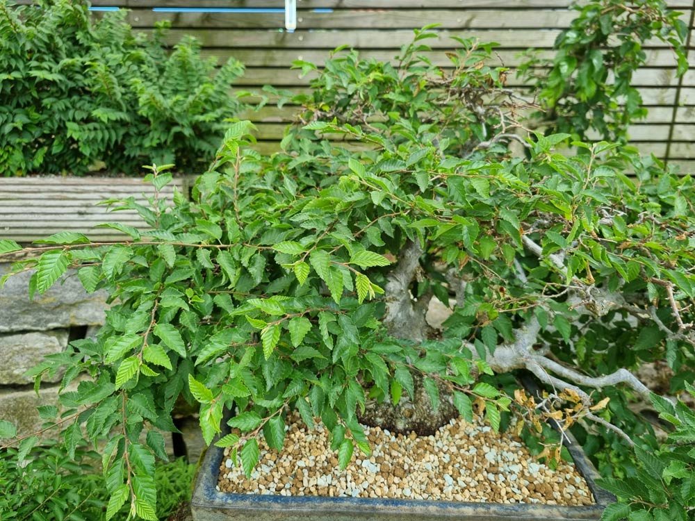 Buche1.jpg