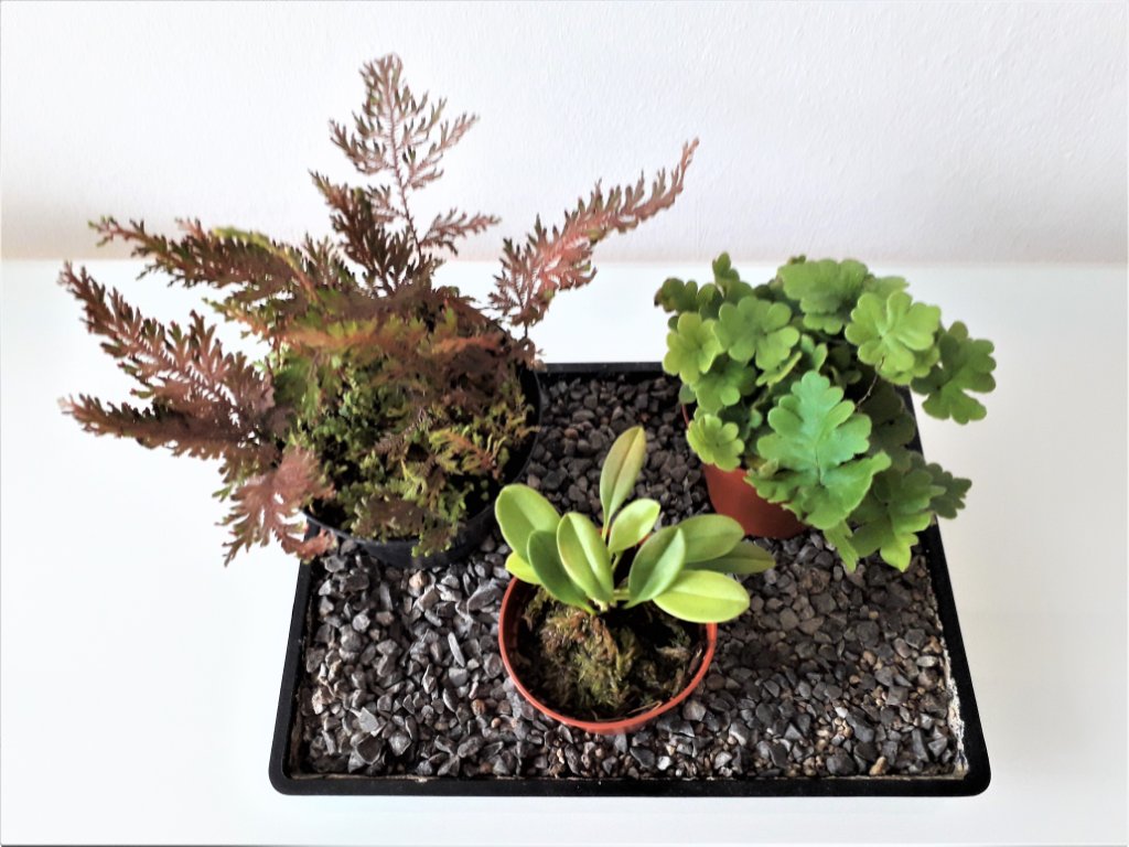 von links: Selaginella, gelb blühende Mini-Orchidee und ein ungewöhnlicher Farn