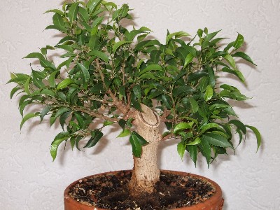 Ficus1.JPG
