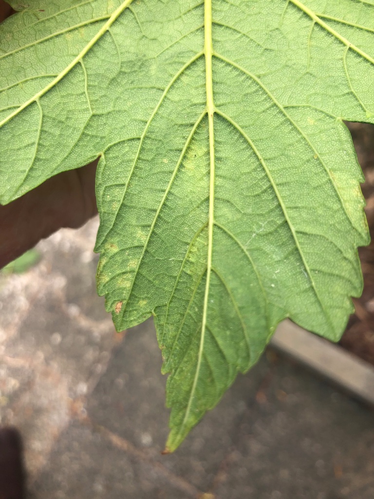 75495AE5-C462-40B7-A092-665DF6D33ABD.jpeg