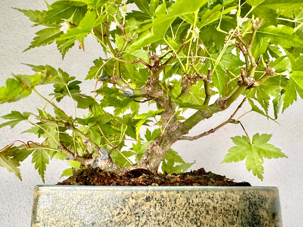 hier erkennt zu lange Internodien vor allem auf der rechten Seite. Ich werde versuchen weiter innen Austrieb zu bekommen und noch weiter einzukürzen