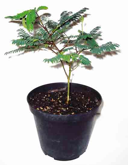 Albizzia_Fruehjahr_2007.jpg