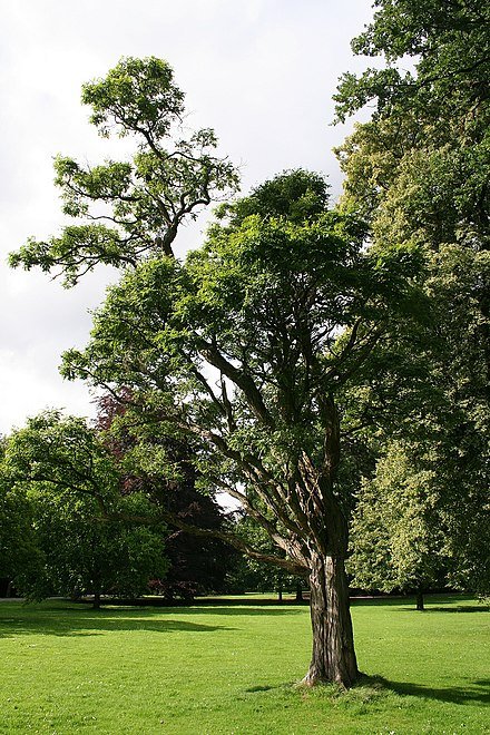 Alte Kugelrobinie