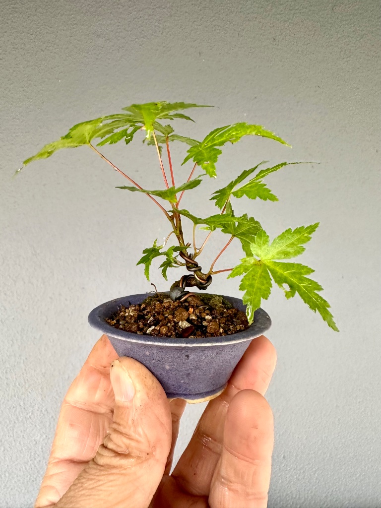 günstige Schale aus Tschechien