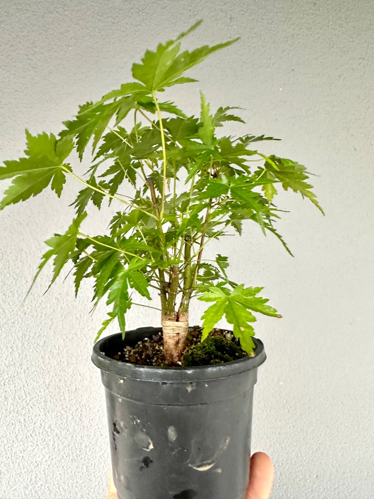 wegen der tief ansetzenden Verzweigungen kann noch eingekürzt werden. Der Mehrfachstamm soll auf jeden Fall in Shohingröße 20 cm bleiben