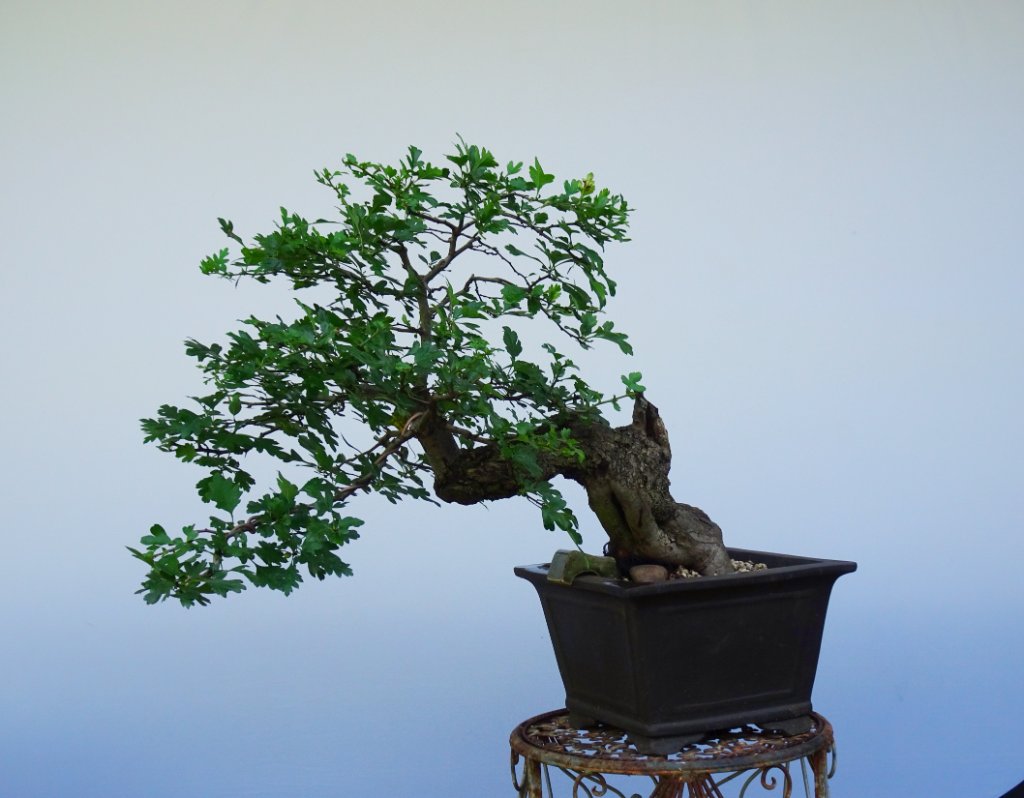 DSC03095.JPG
