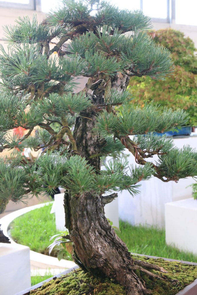 BUGA_018.JPG