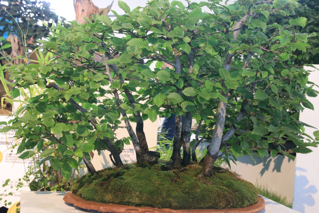 BUGA_025.JPG