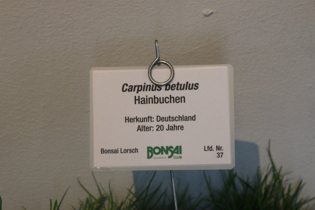 BUGA_026.JPG