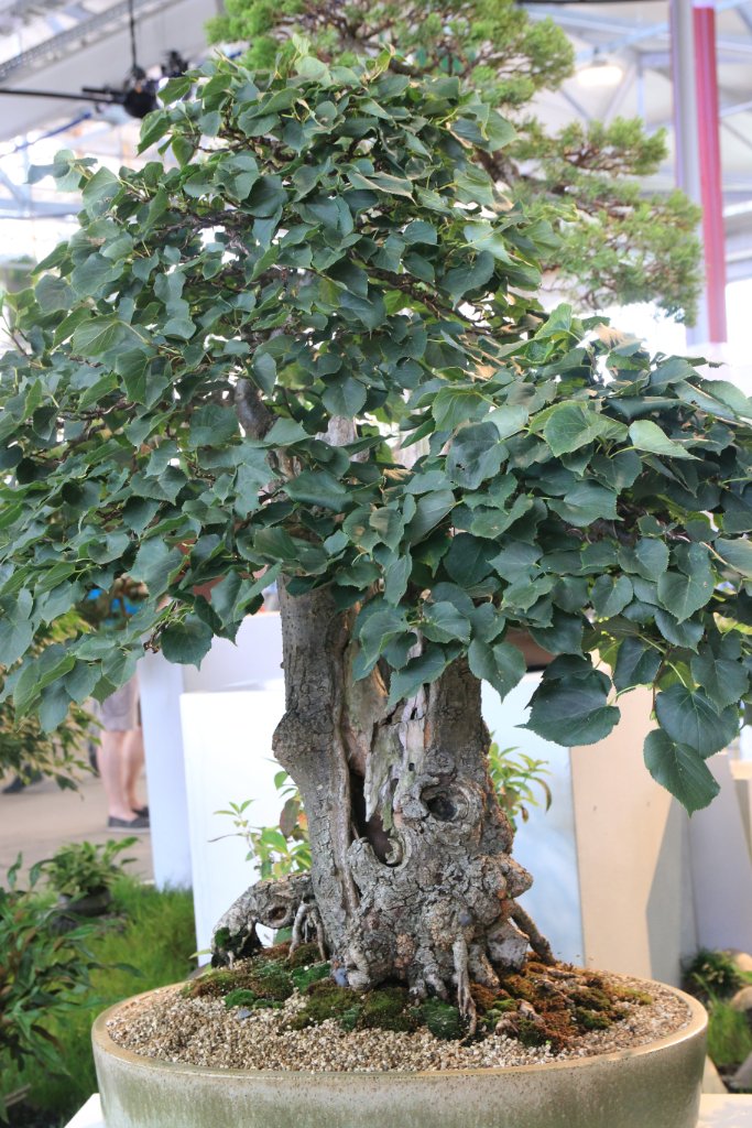 BUGA_035.JPG