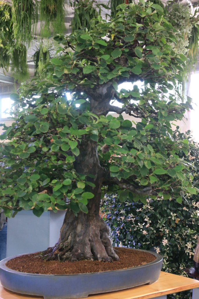 BUGA_058.JPG