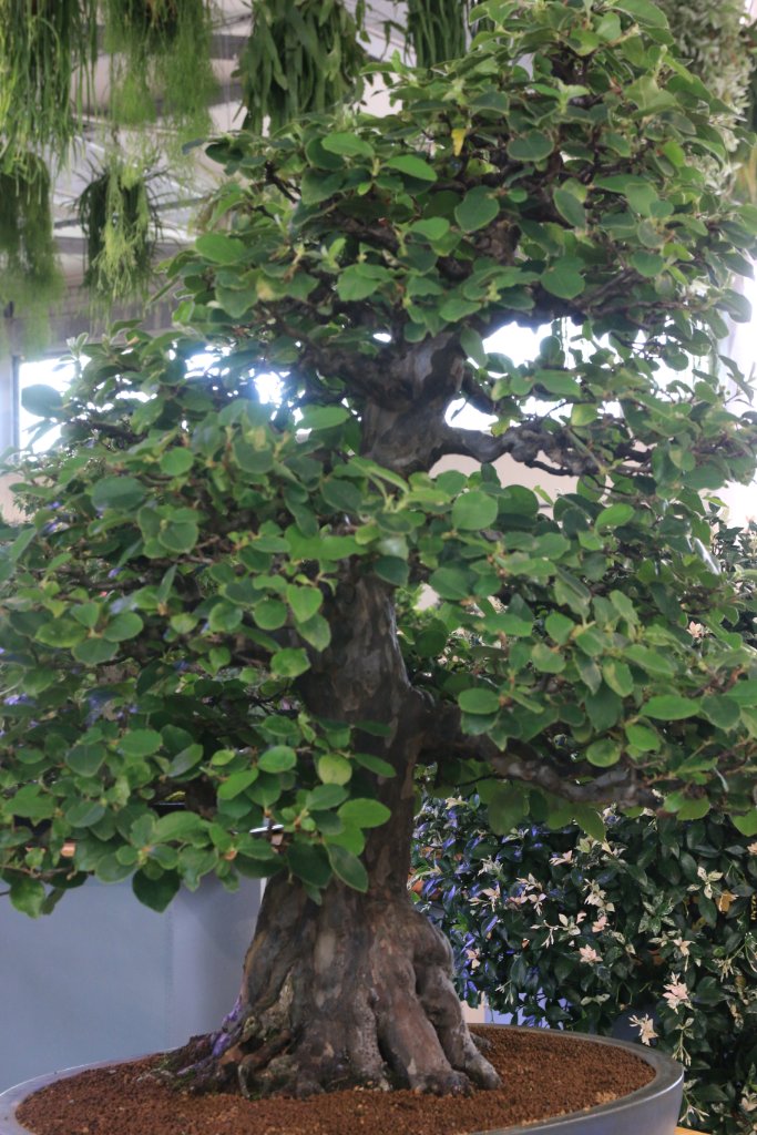 BUGA_059.JPG