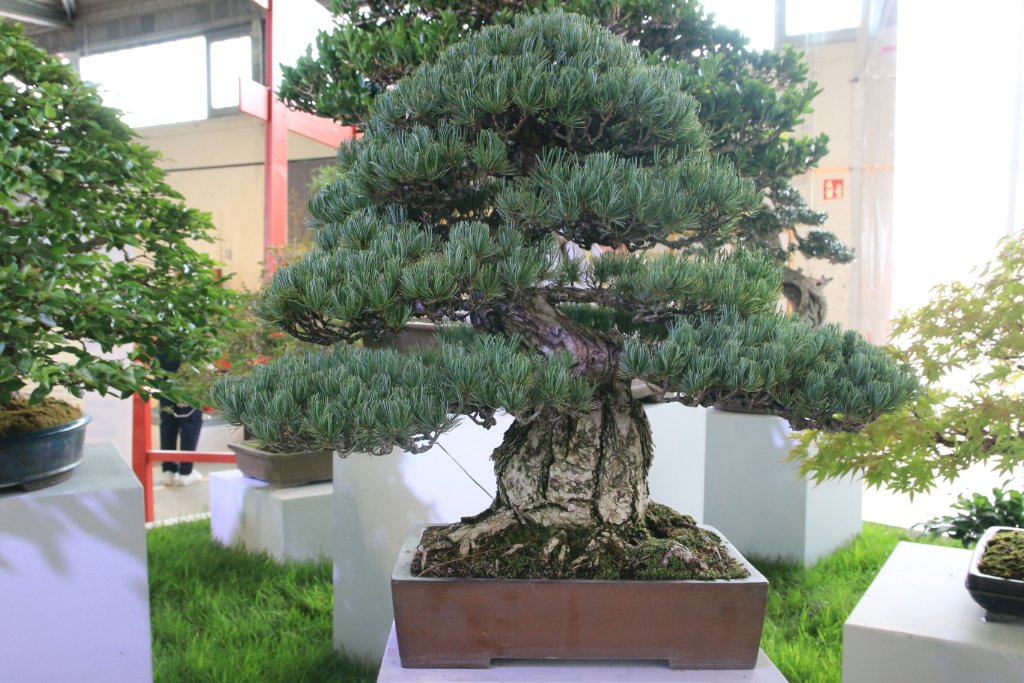 BUGA_069.JPG