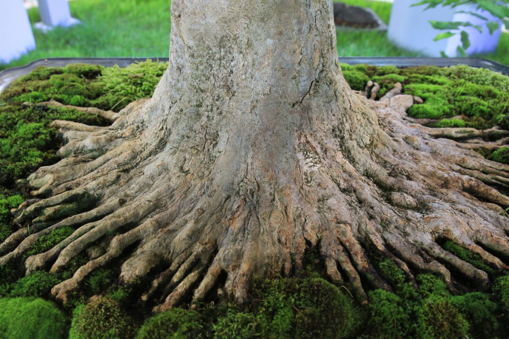 BUGA_076.JPG